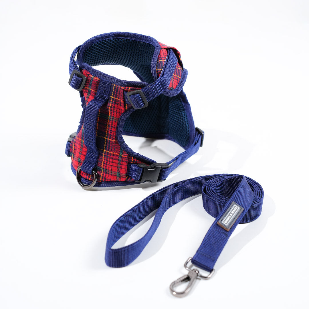harness & leash