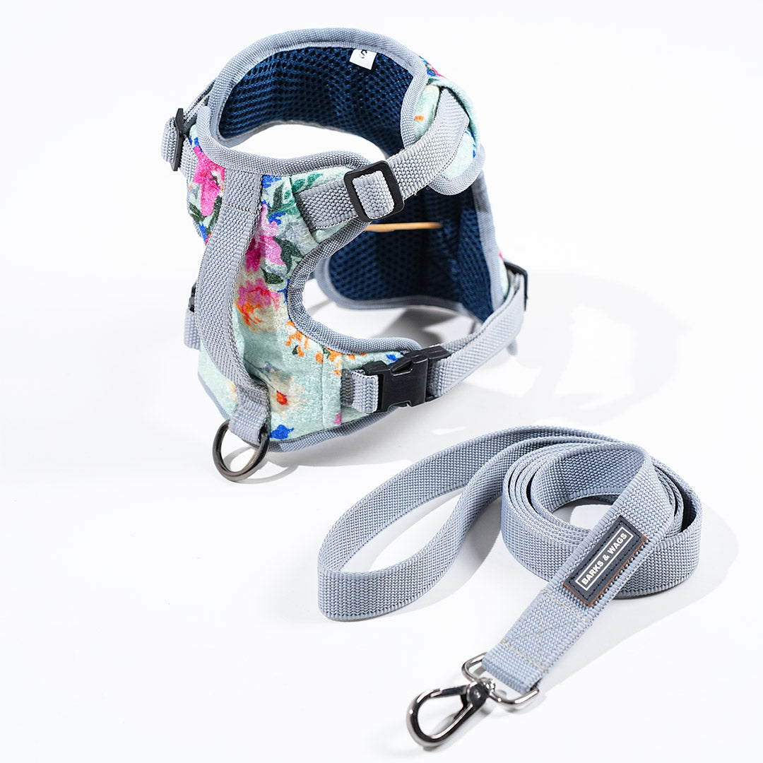 harness & leash