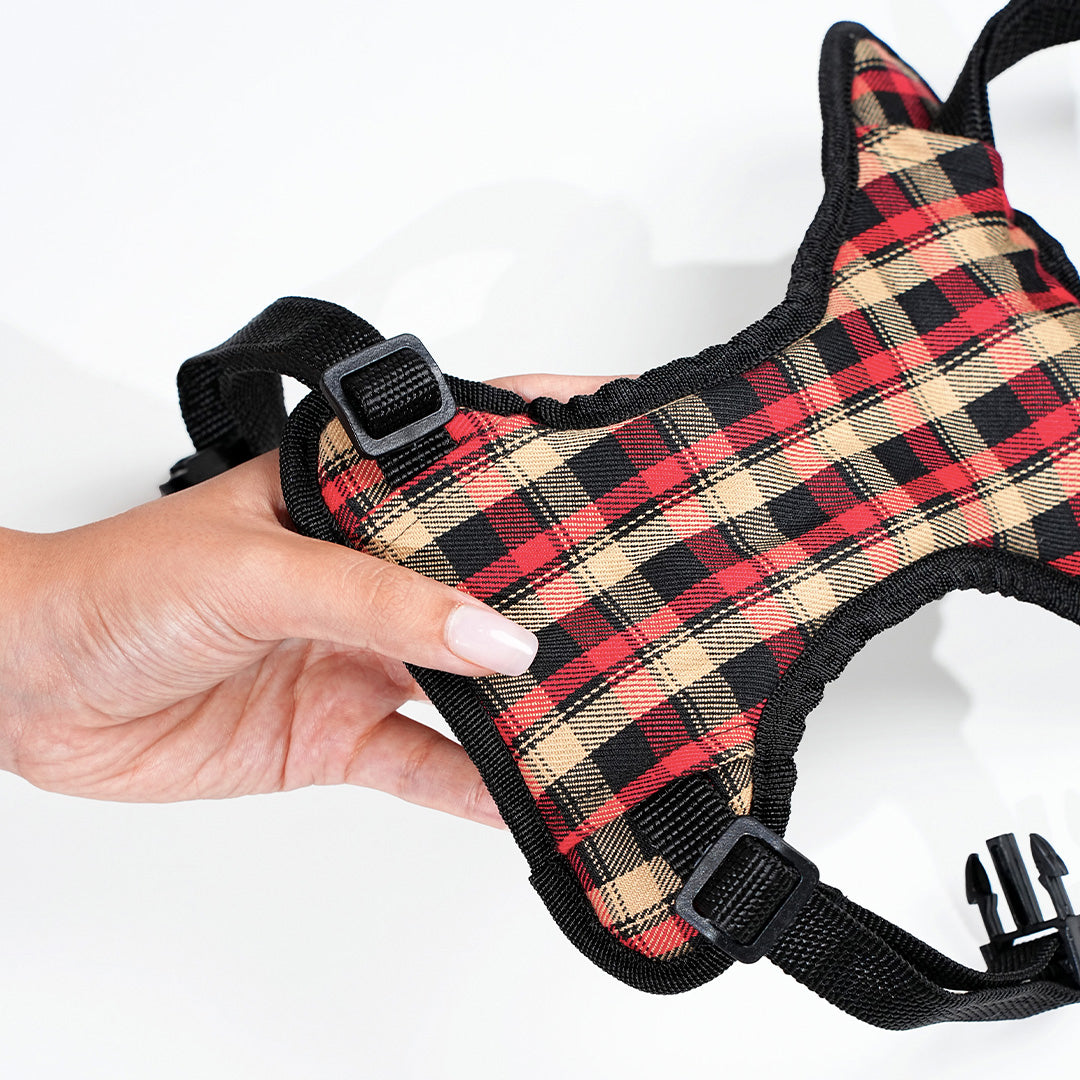 harness & leash