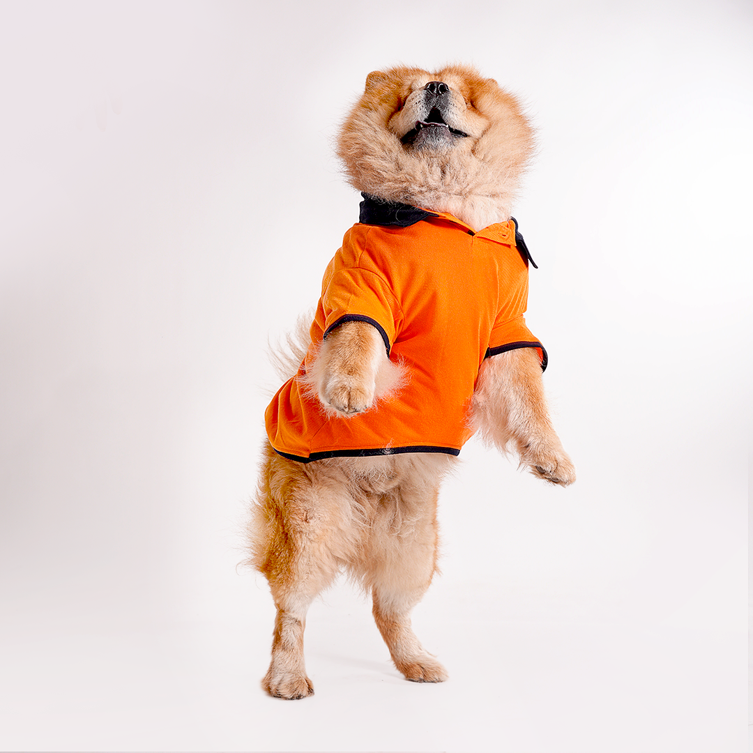 Orange Polo Dog Tshirt (Navy Blue Collar)