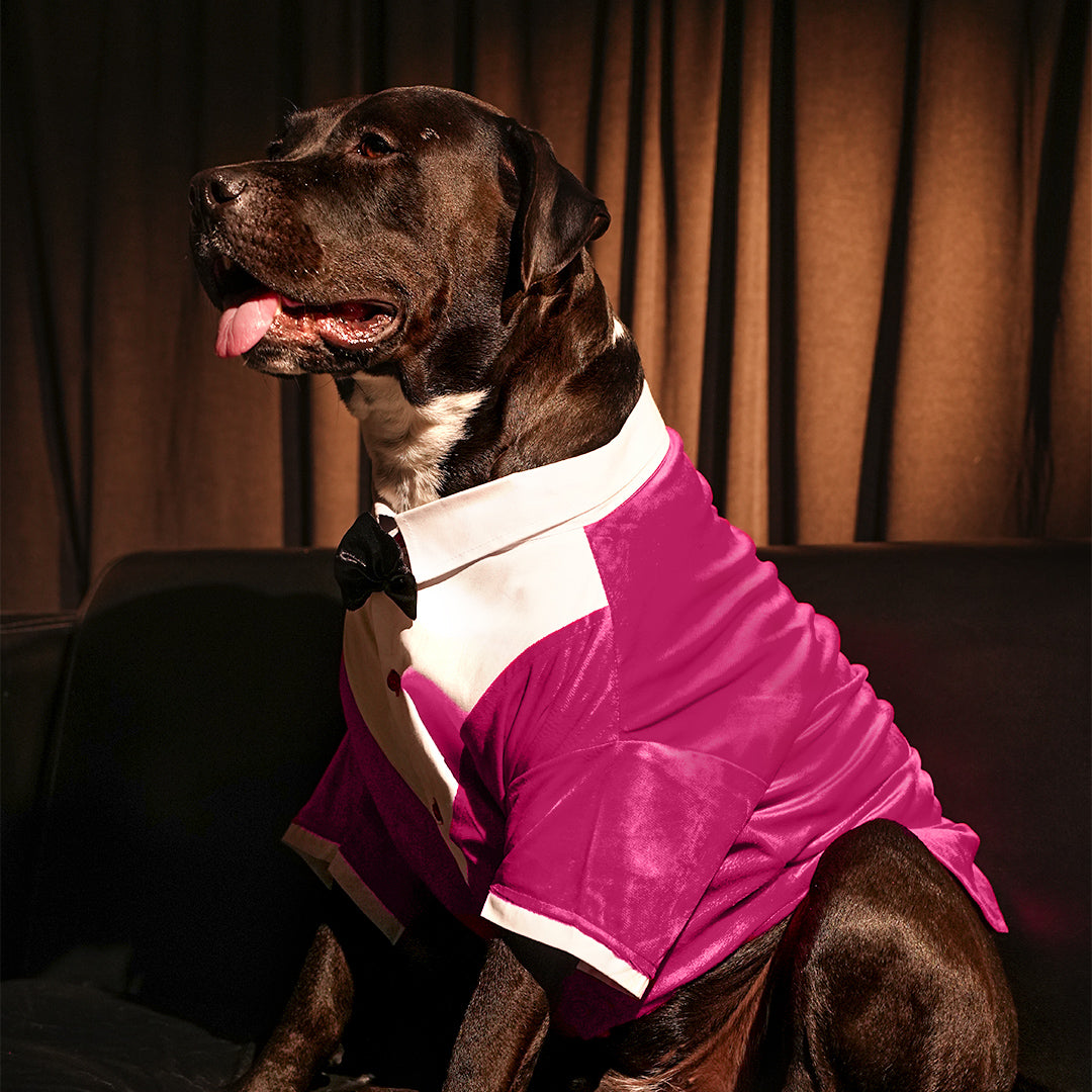 Tuxedo For Dogs With Black Bow Tie