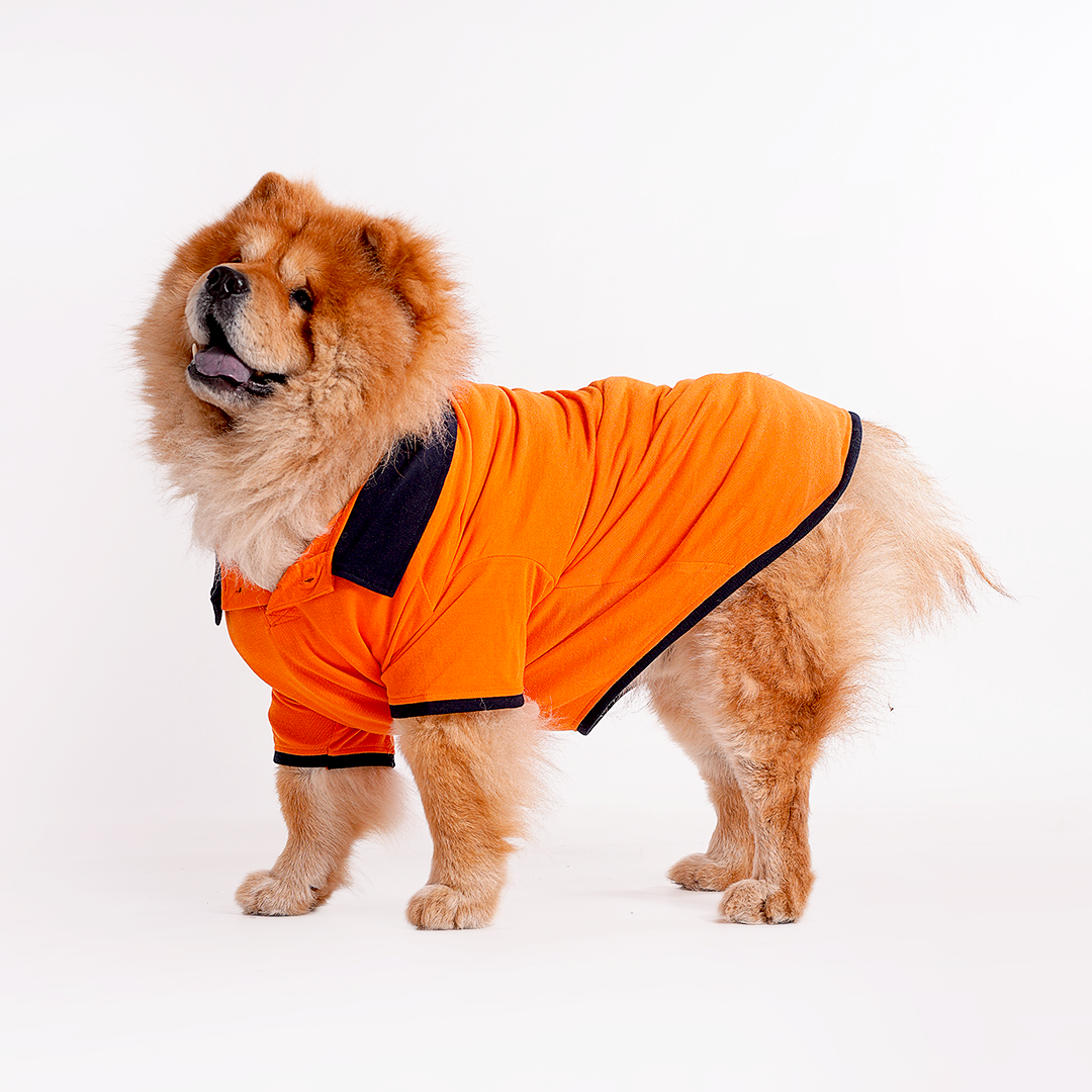 Orange Polo Dog Tshirt (Navy Blue Collar)