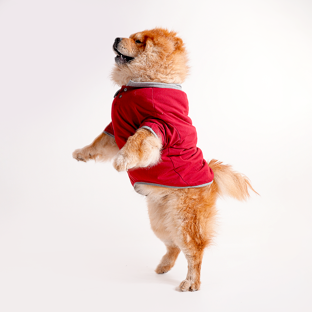 Polo Dog Tshirt (Maroon & Grey)