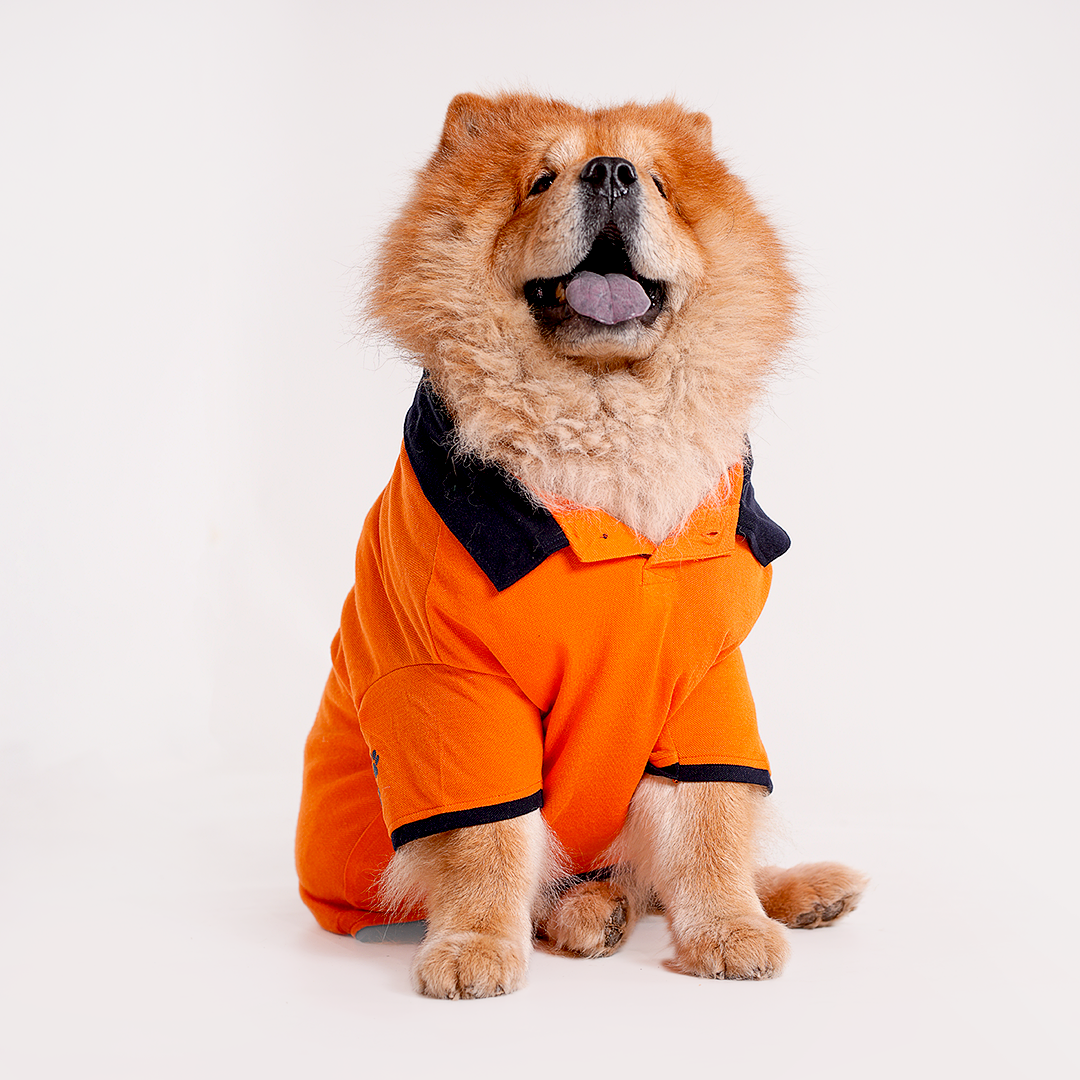 Orange Polo Dog Tshirt (Navy Blue Collar)