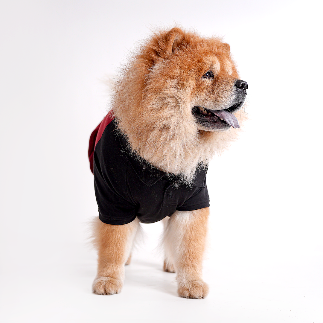 Polo Dog Tshirt (Black & Maroon)