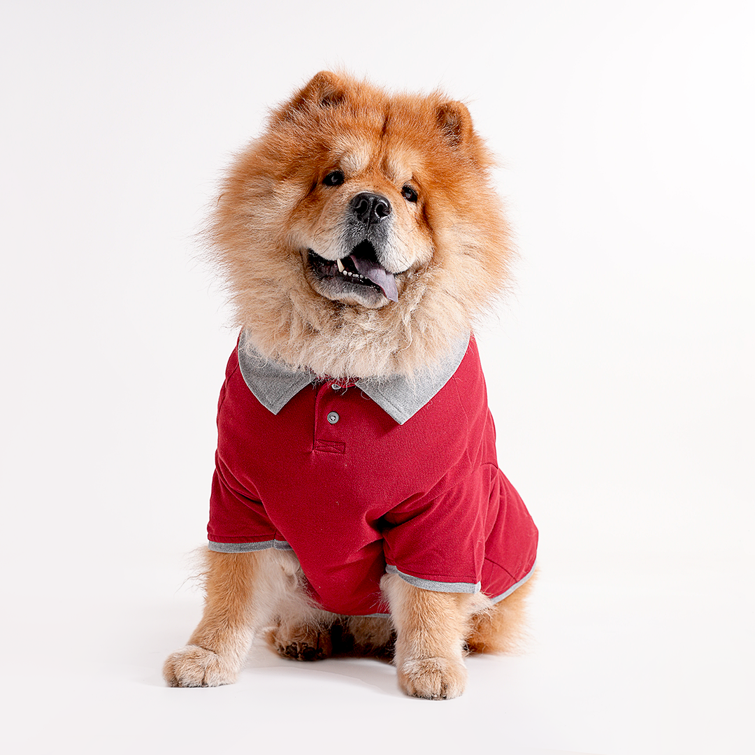 Maroon dog shirt hotsell