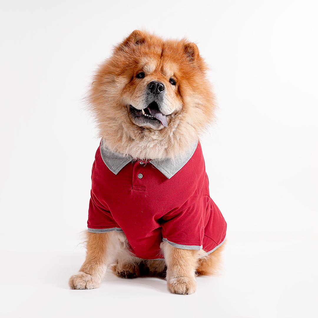 Polo Dog Tshirt (Maroon & Grey)
