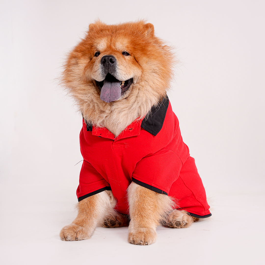 Red Polo Dog Tshirt (Black Collar)