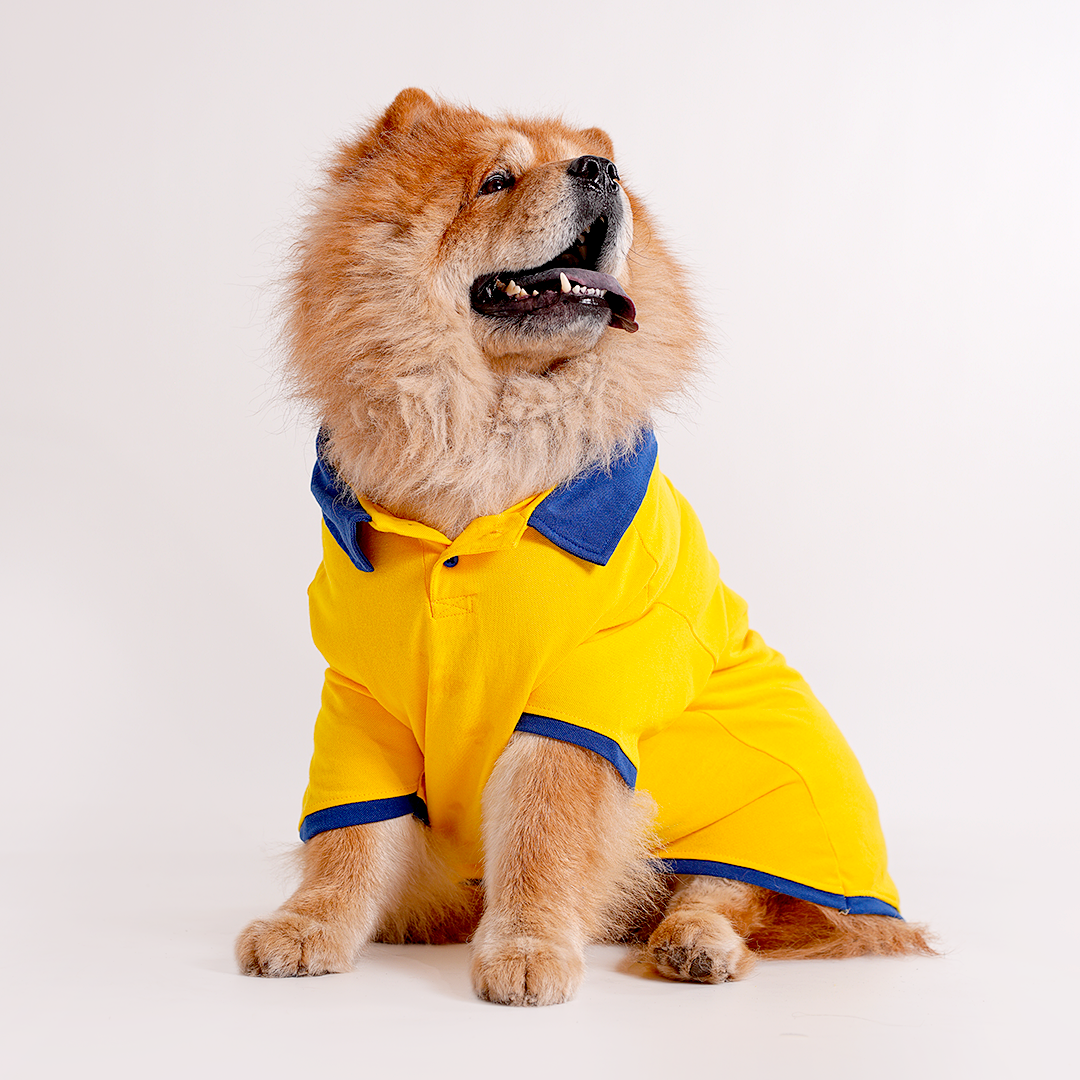 Yellow Polo Dog Tshirt (Royal Blue Collar)