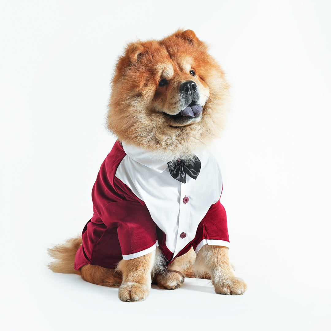 Tuxedo For Dogs With Black Bow Tie