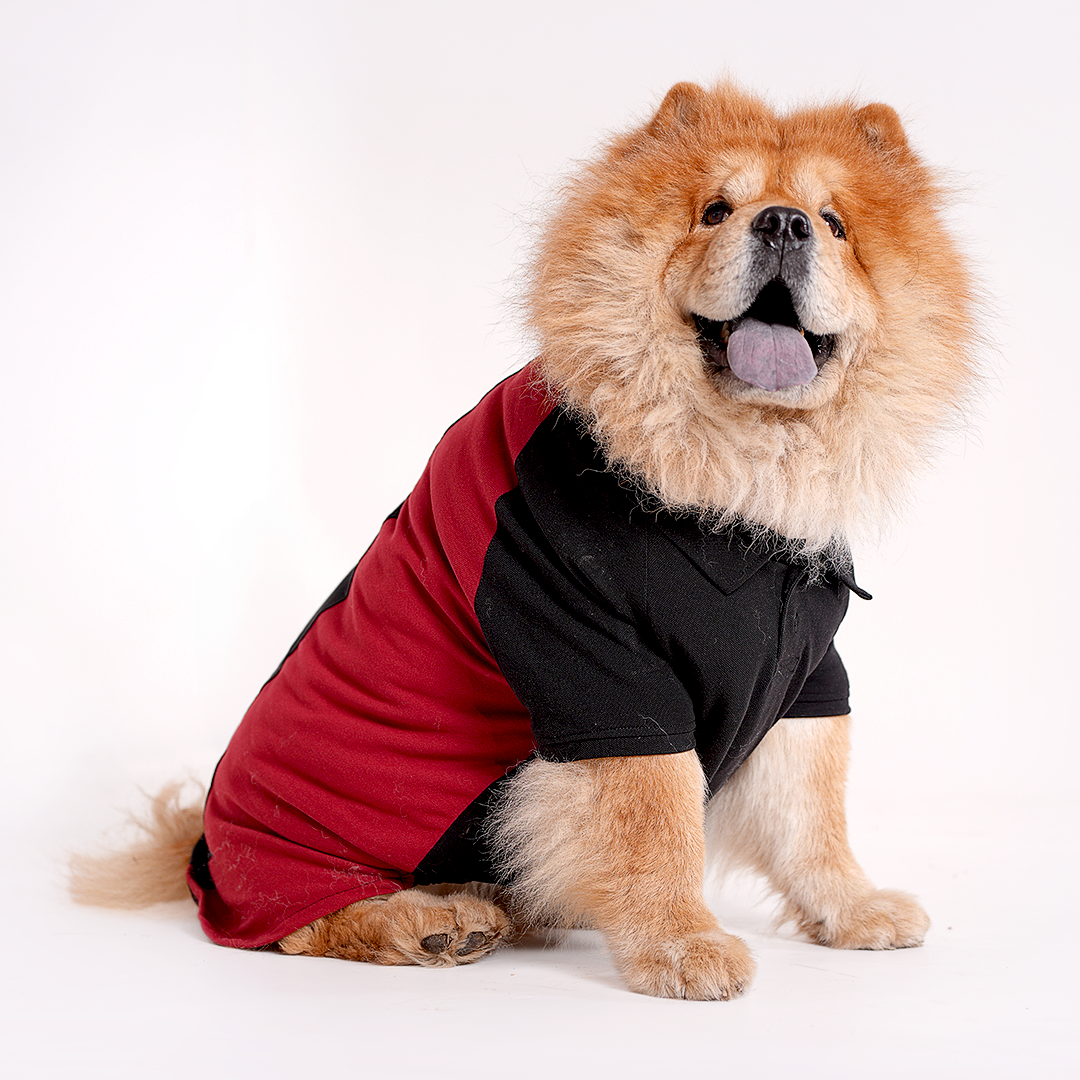 Polo Dog Tshirt (Black & Maroon)