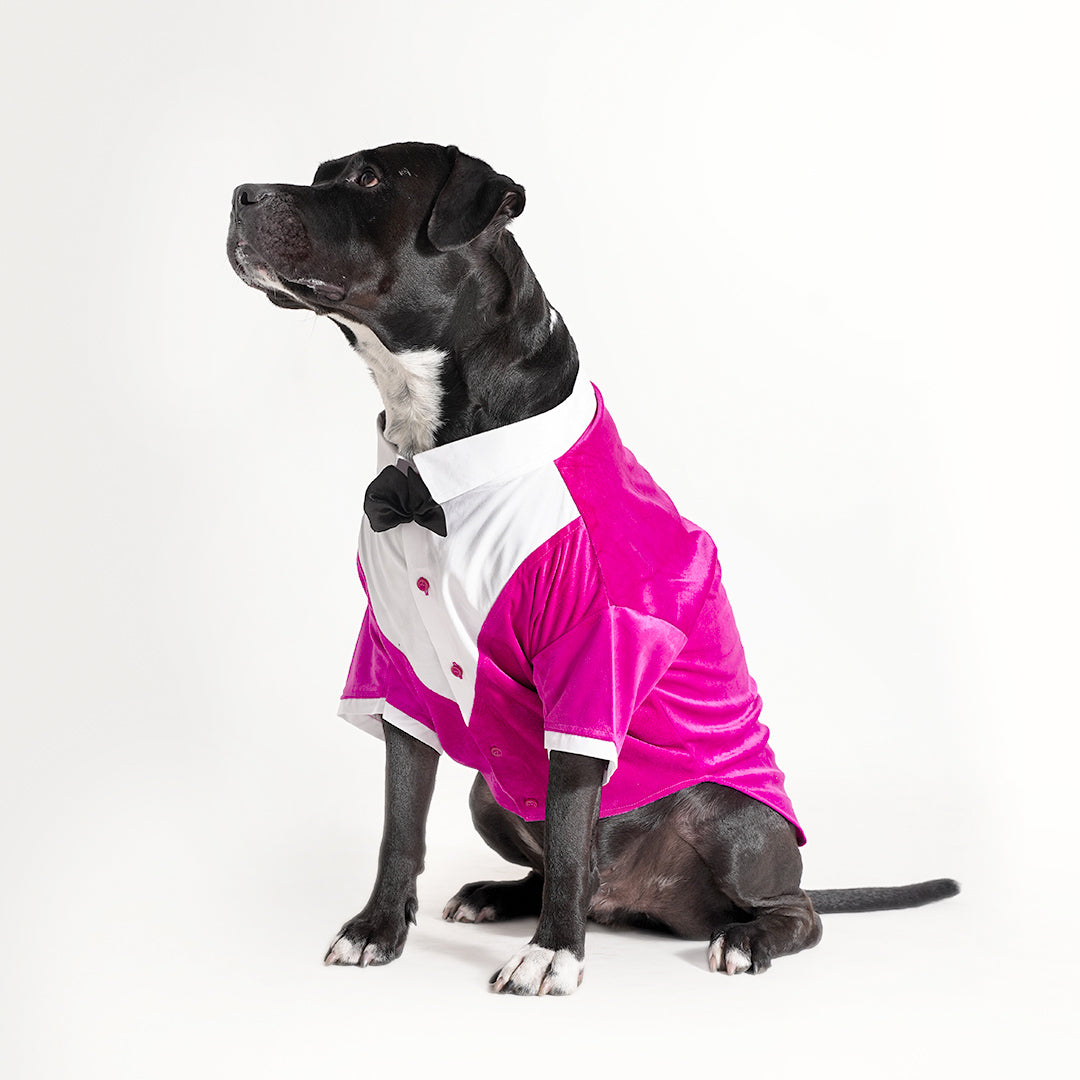 Tuxedo For Dogs With Black Bow Tie