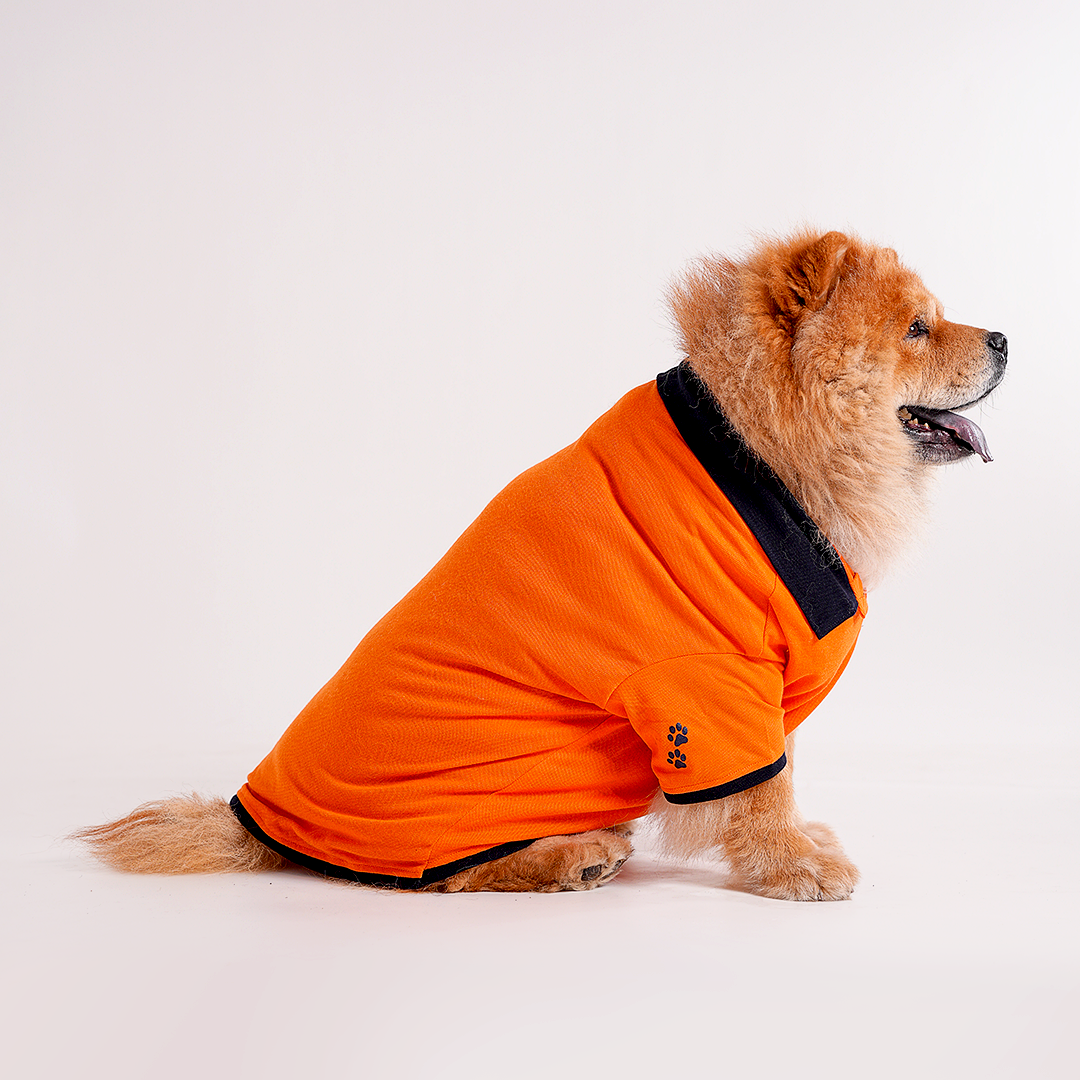 Orange Polo Dog Tshirt (Navy Blue Collar)