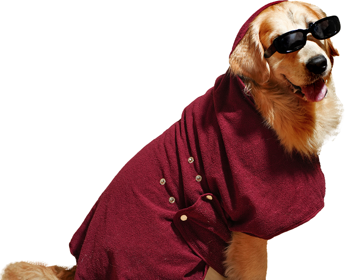 Happy dog