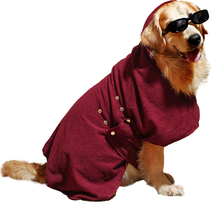 Happy dog