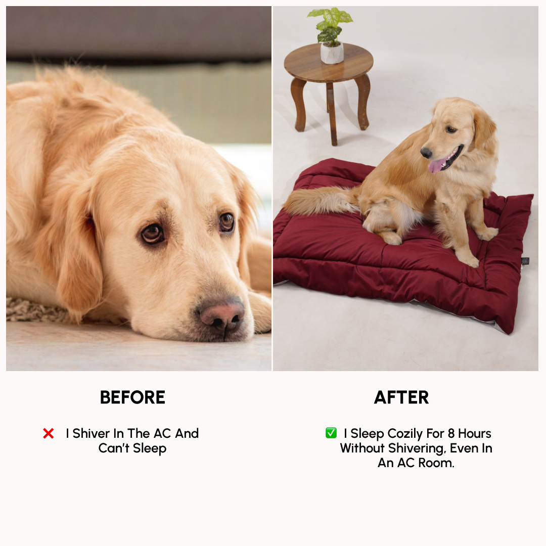 All Season Nap Bed - Burnt Maroon