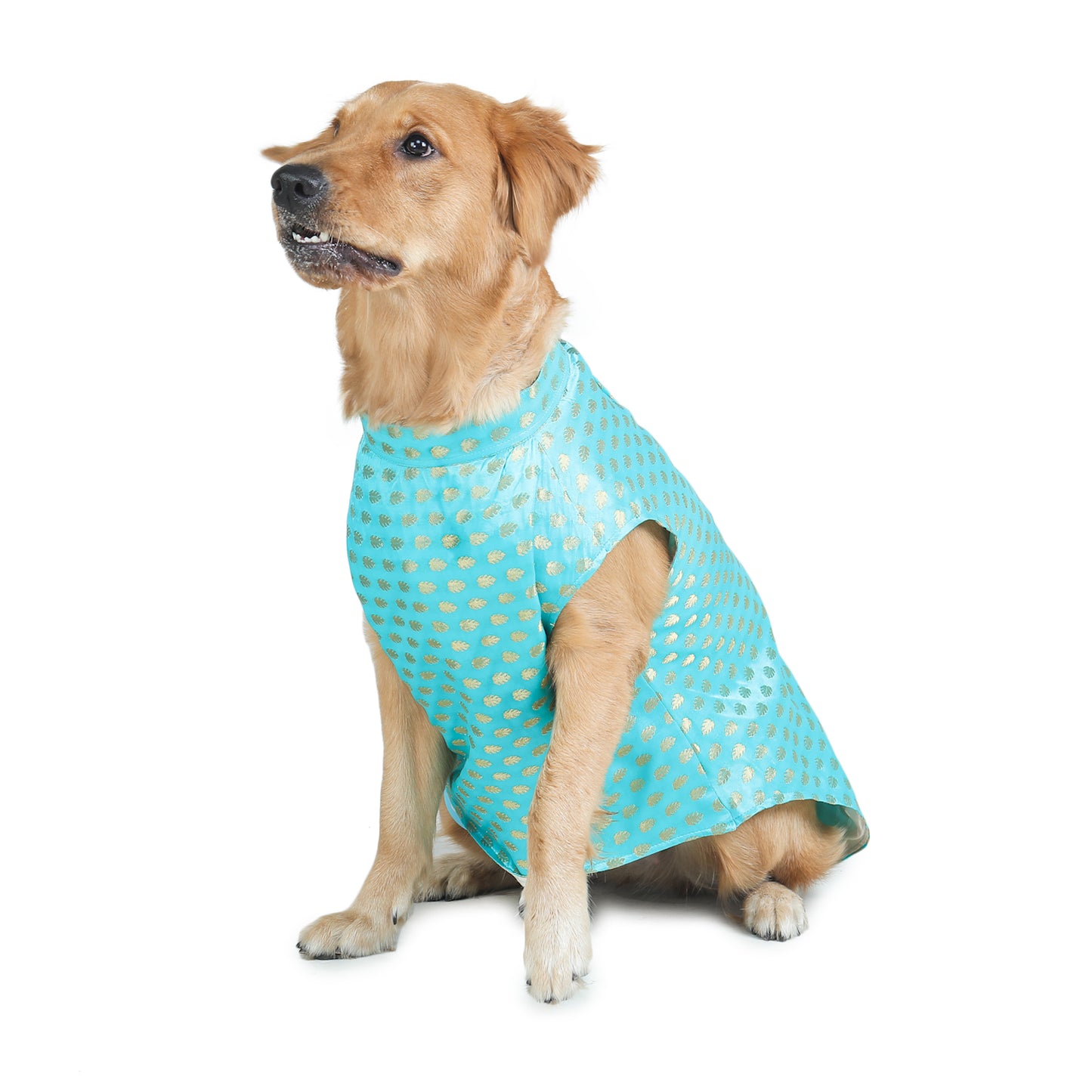 Dog Sherwani - BLUE