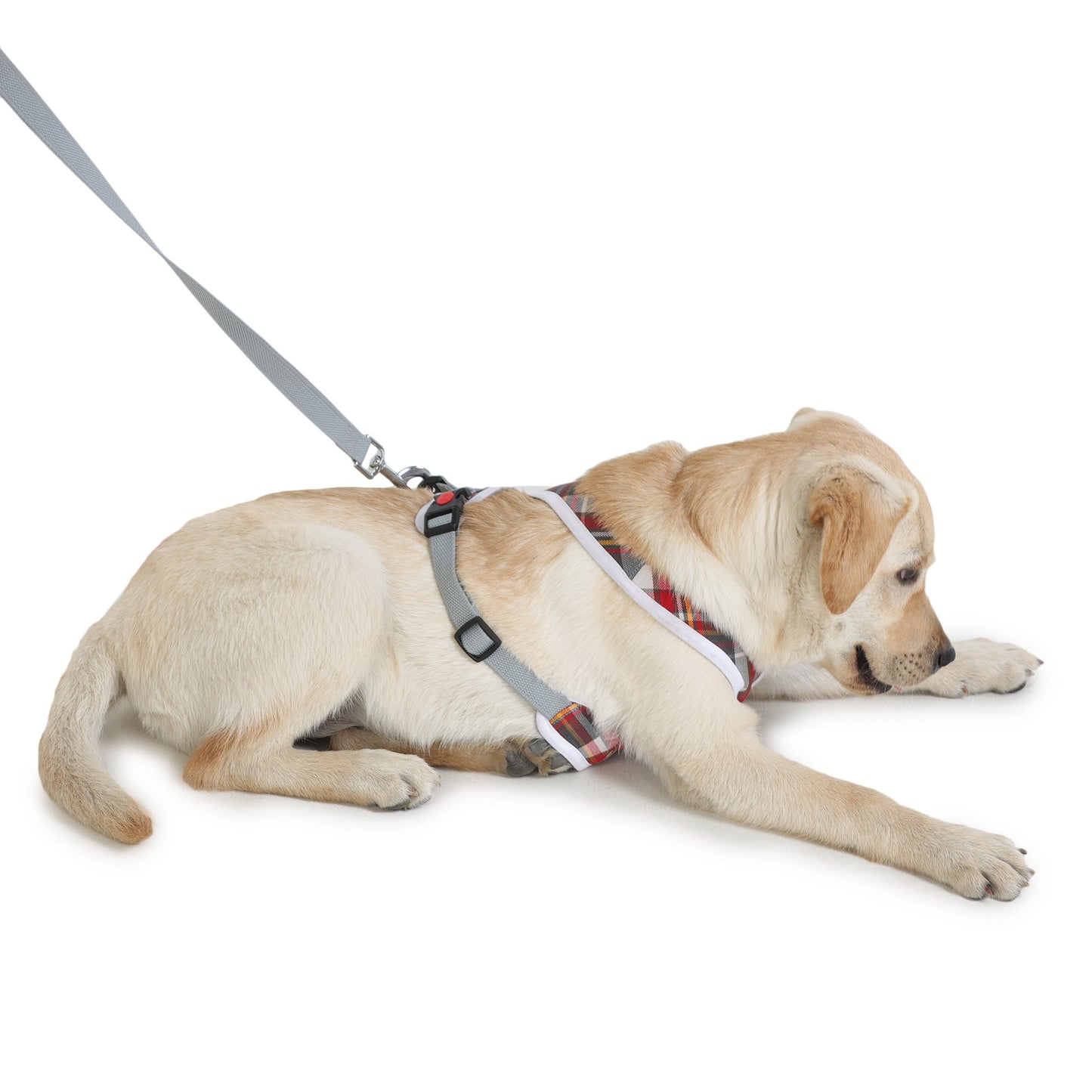 cute dog in harness by Barks & Wags