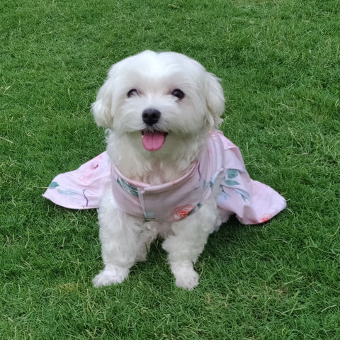 Dresses For Dogs - Princess In Pink