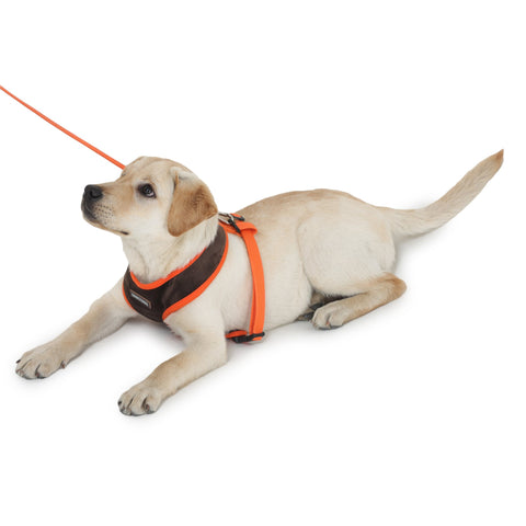 Harness For Dogs - Brown & Orange Velvet