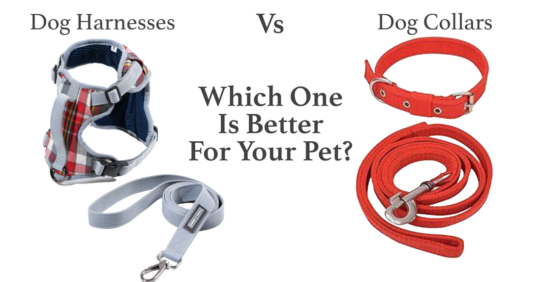 Dog Collars vs. Dog Harnesses – Which One Is Better for Your Pet?