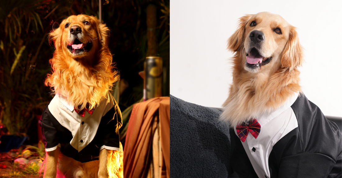 How to Dress Your Dog for Formal Events – Tuxedos, Bow Ties & More