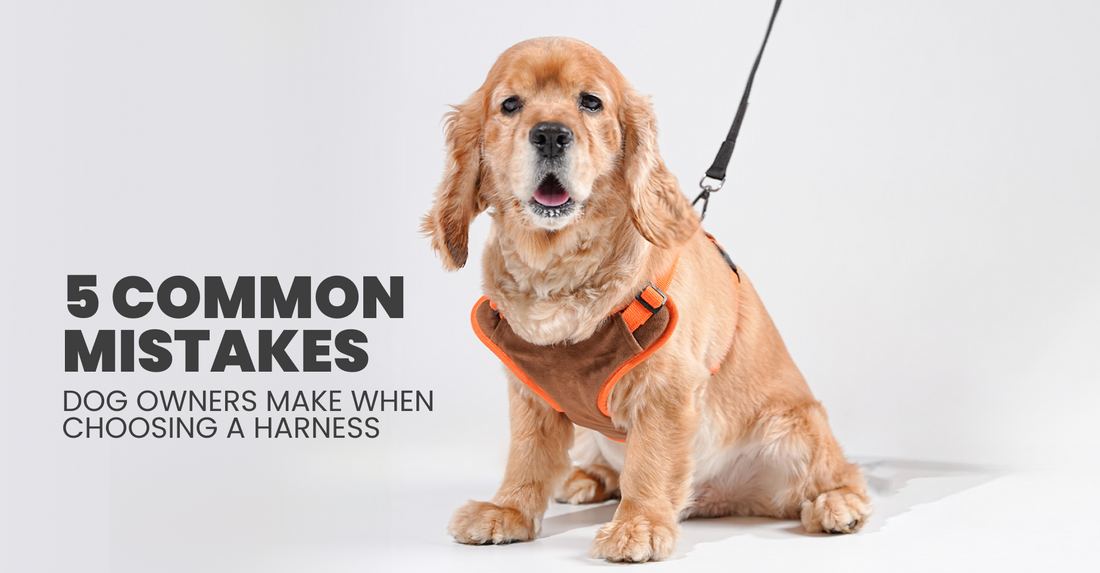 5 Common Mistakes Dog Owners Make When Choosing a Harness
