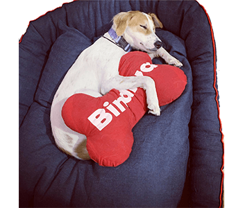 dog’s sleeping bed by Barks & Wags