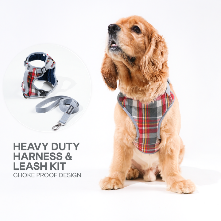 Buy Online | Matching Harness and Leash For Dogs | Barks & Wags