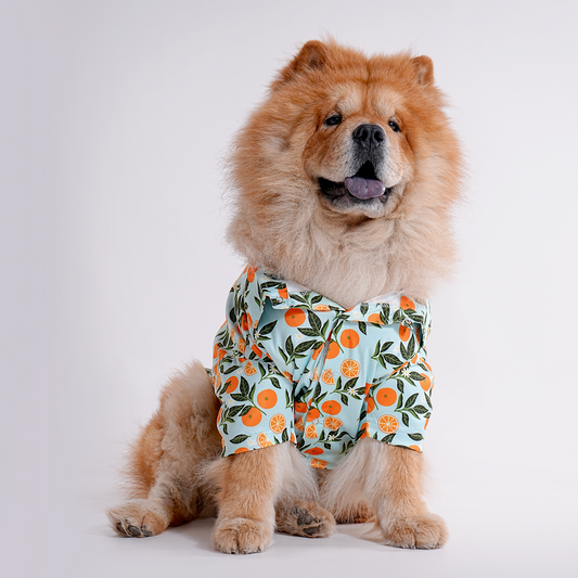 Printed Shirt for Dogs - Citrus Sky