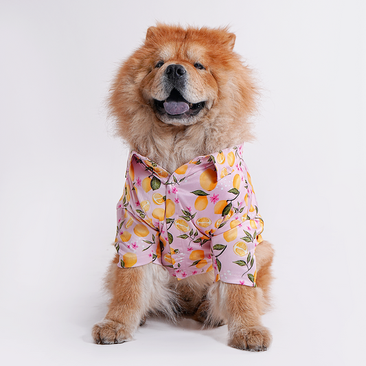 Printed Shirt for Dogs - Pink Petal Picnic