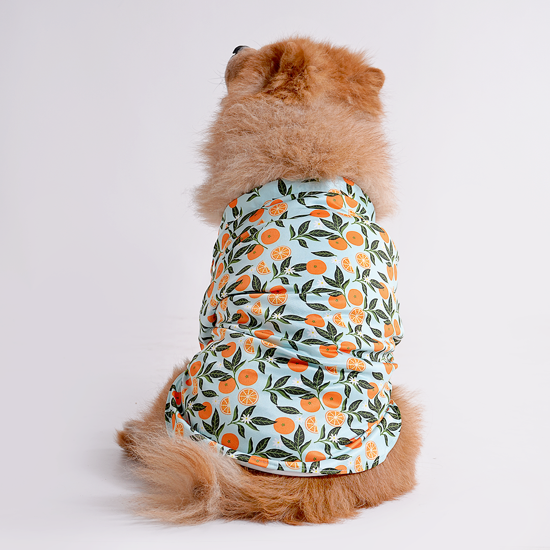 Printed Shirt for Dogs - Citrus Sky