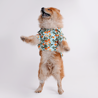 Printed Shirt for Dogs - Citrus Sky