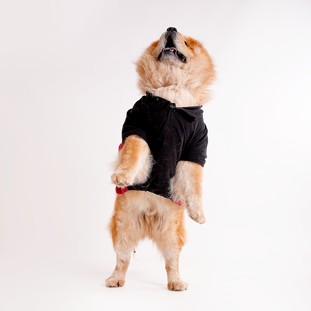 Polo Dog Tshirt (Black & Maroon)