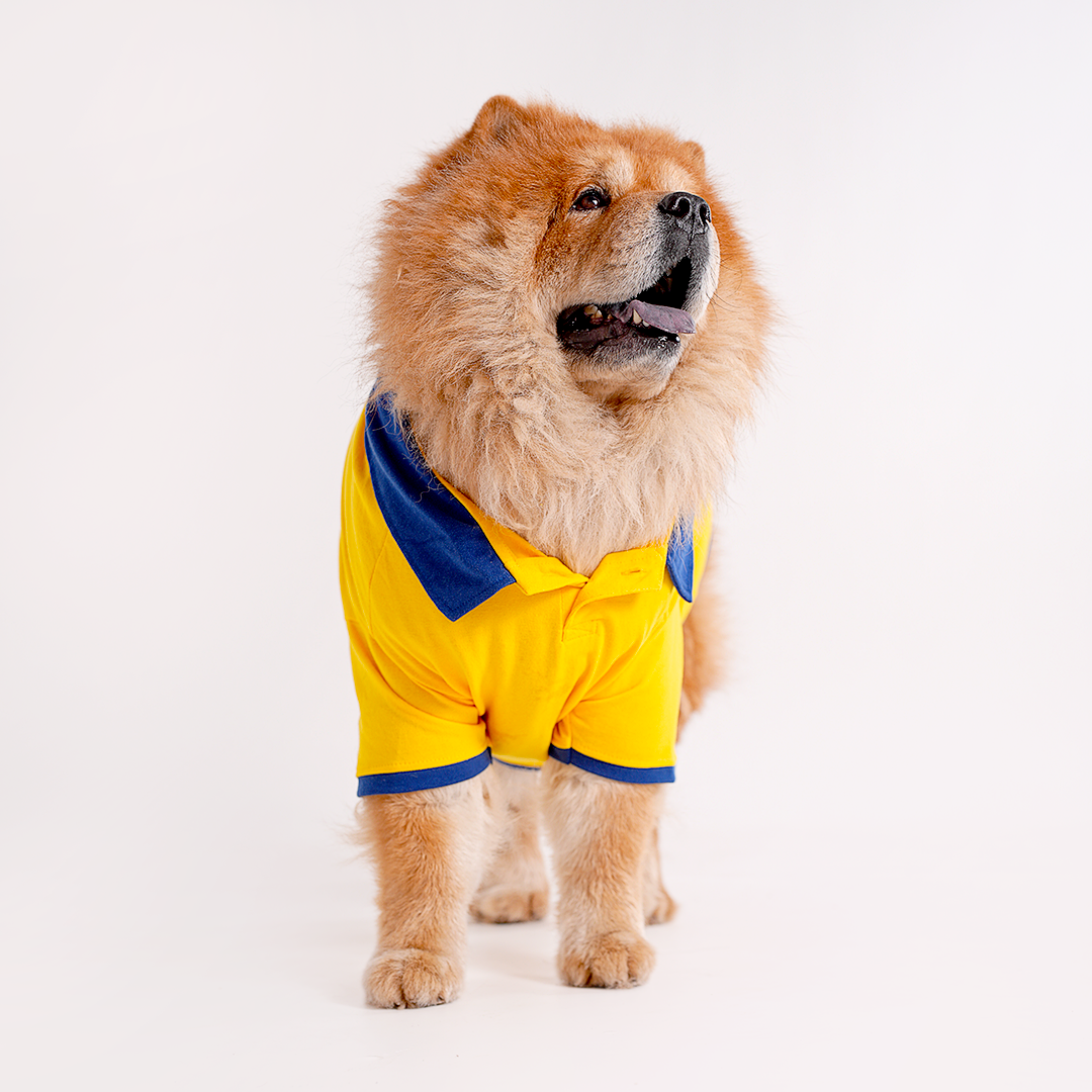Yellow Polo Dog Tshirt (Royal Blue Collar)