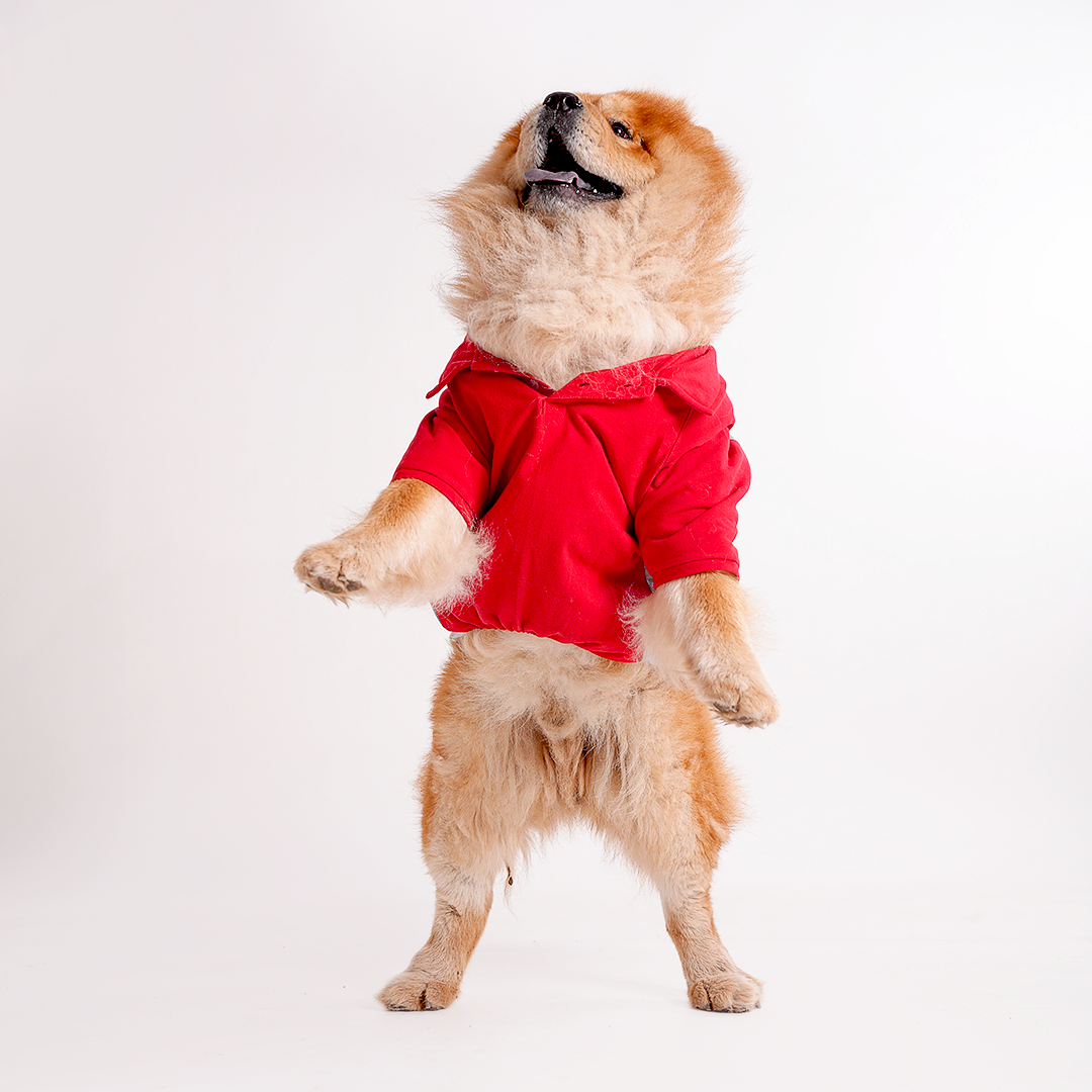 Red Polo Dog Tshirt (Black Collar)