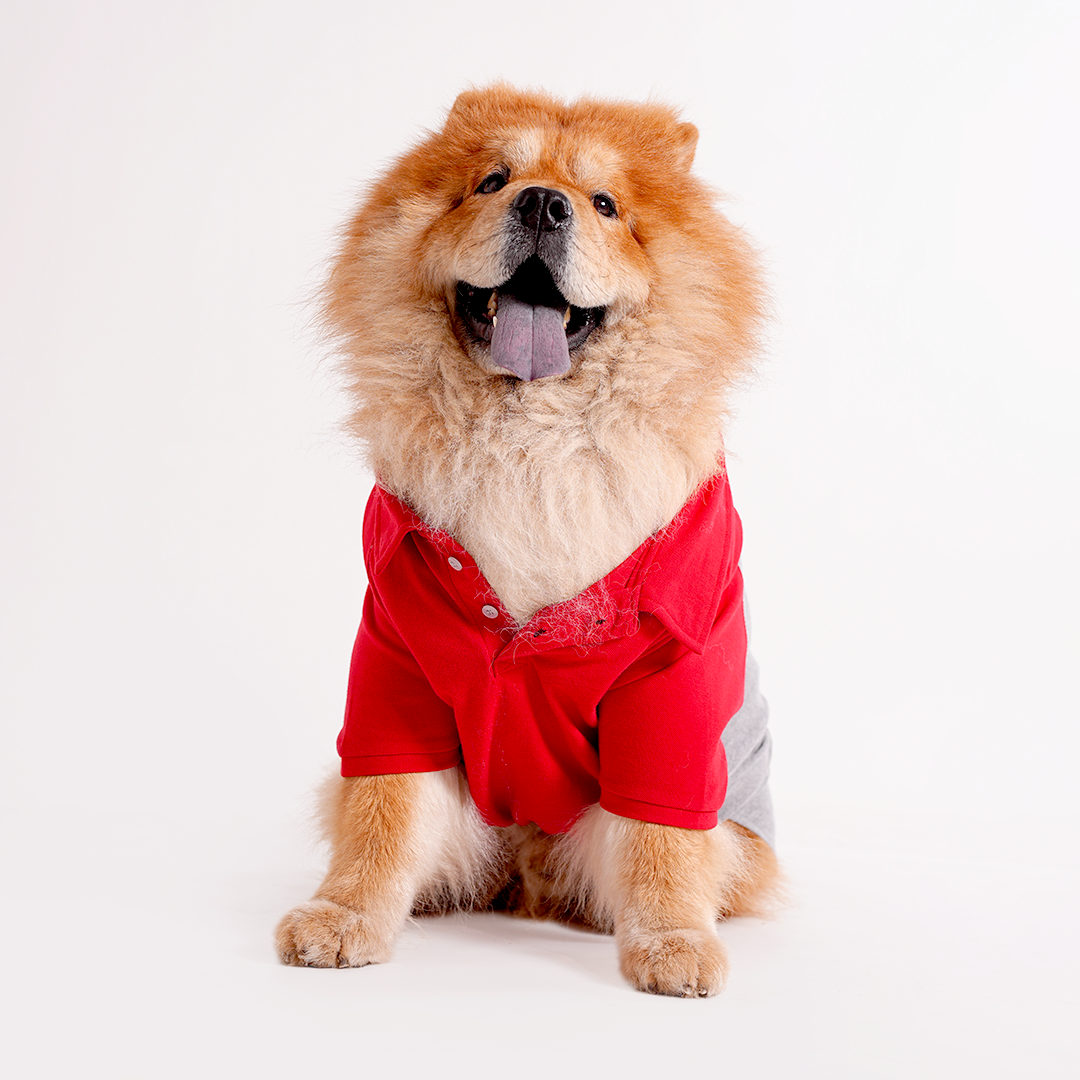 Polo Dog Tshirt (Red & Grey)