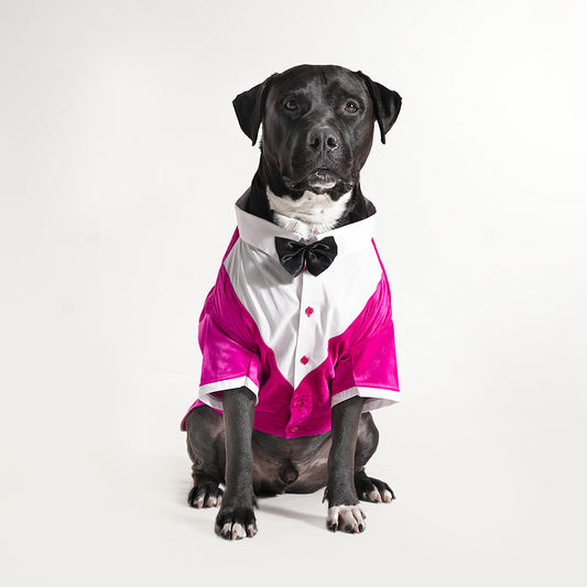 Tuxedo For Dogs With Black Bow Tie