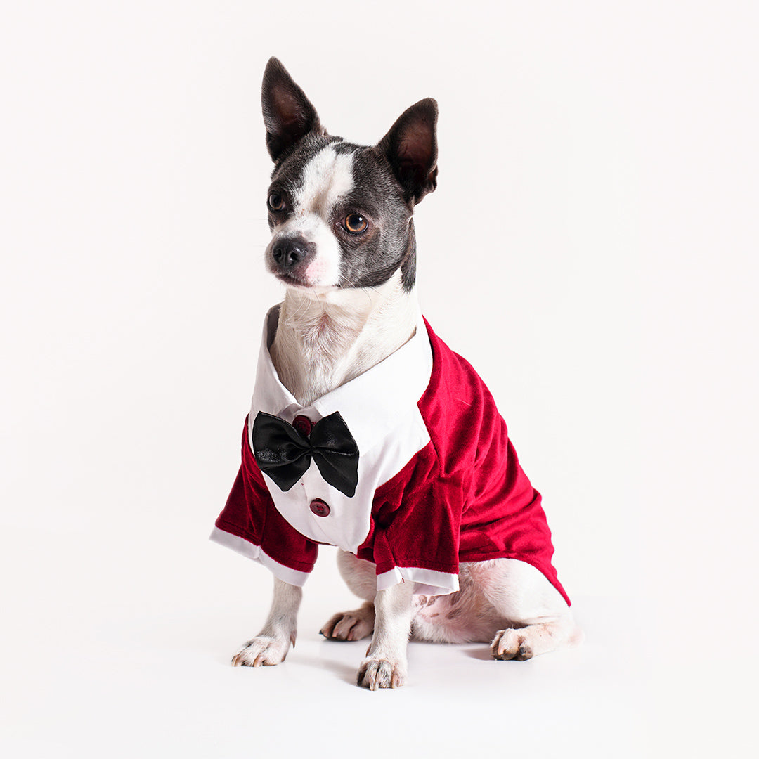 Tuxedo For Dogs With Black Bow Tie