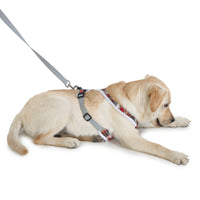 comfortable dog wearing Barks & Wags harness and leash
