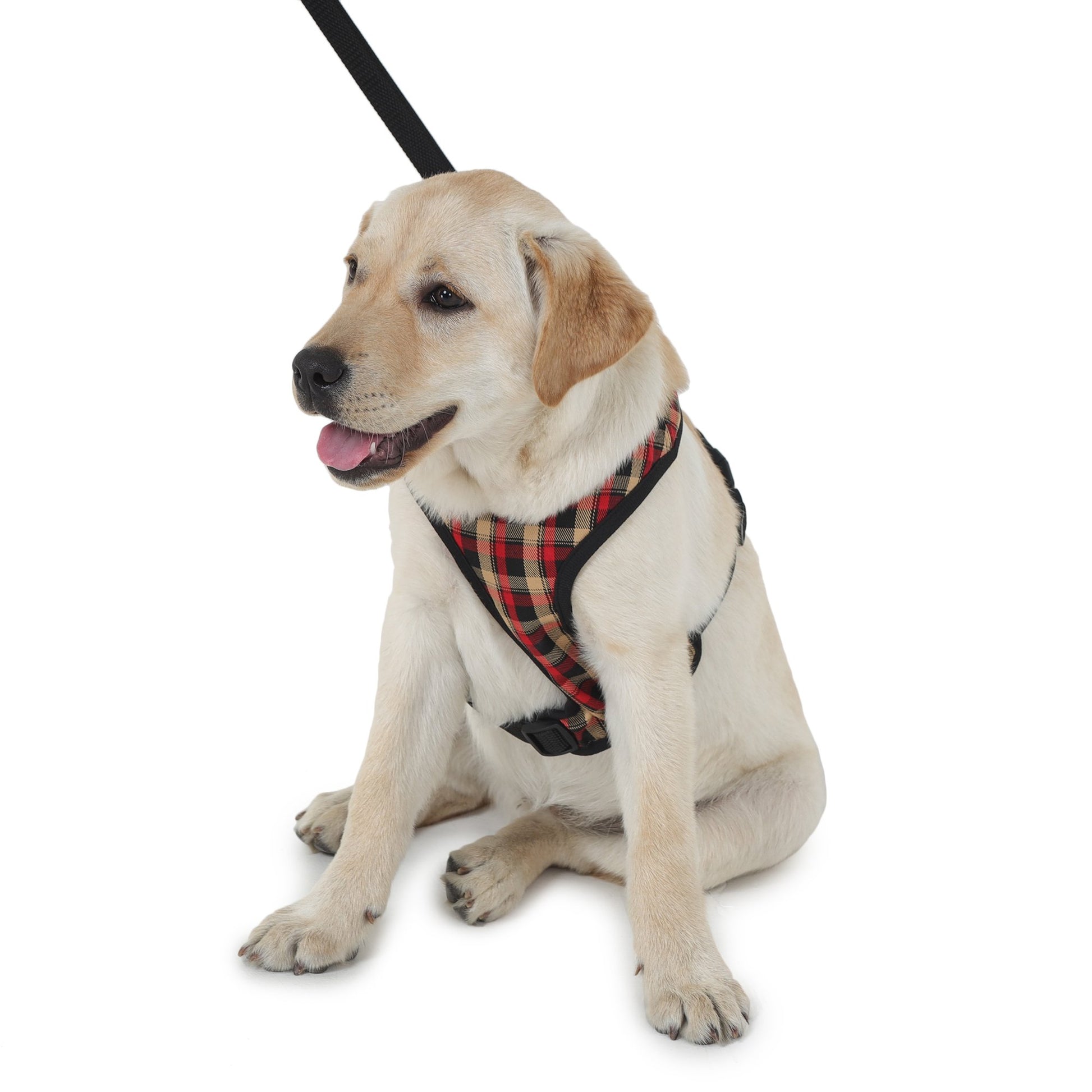 comfortable harness and leash for dogs