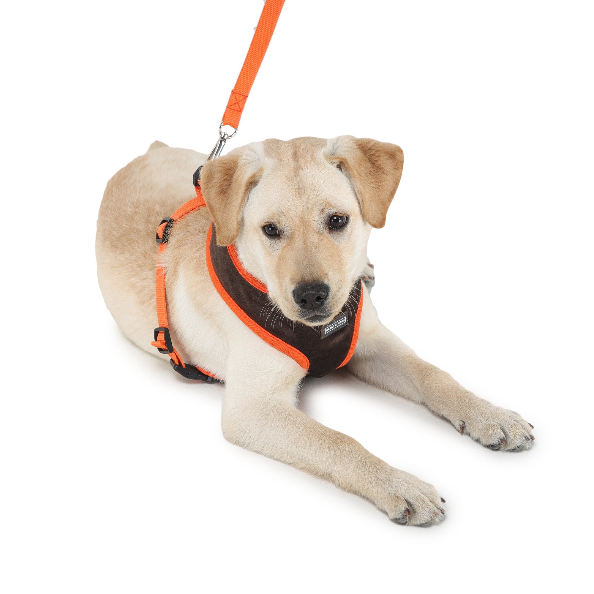 Cute dog harness and cheap leash