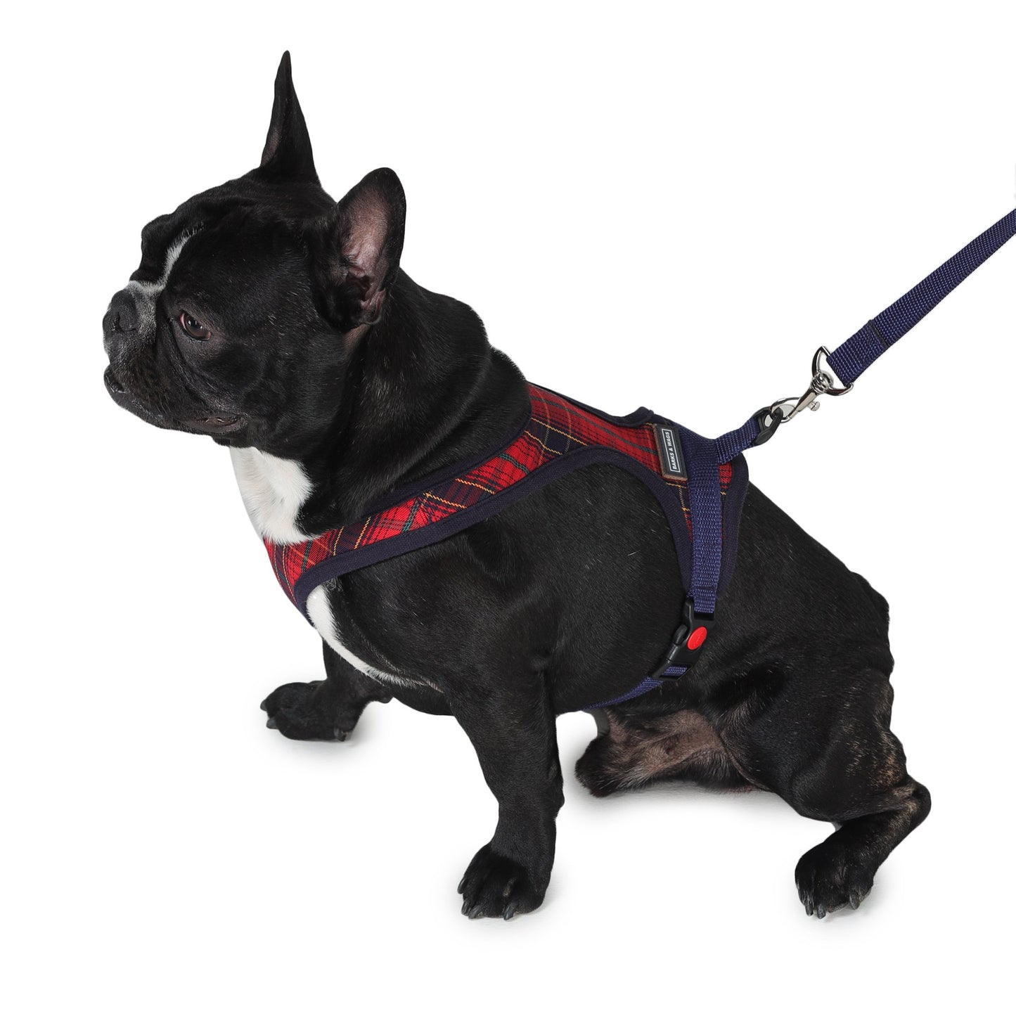 cute dog in Barks & Wags harness and leash