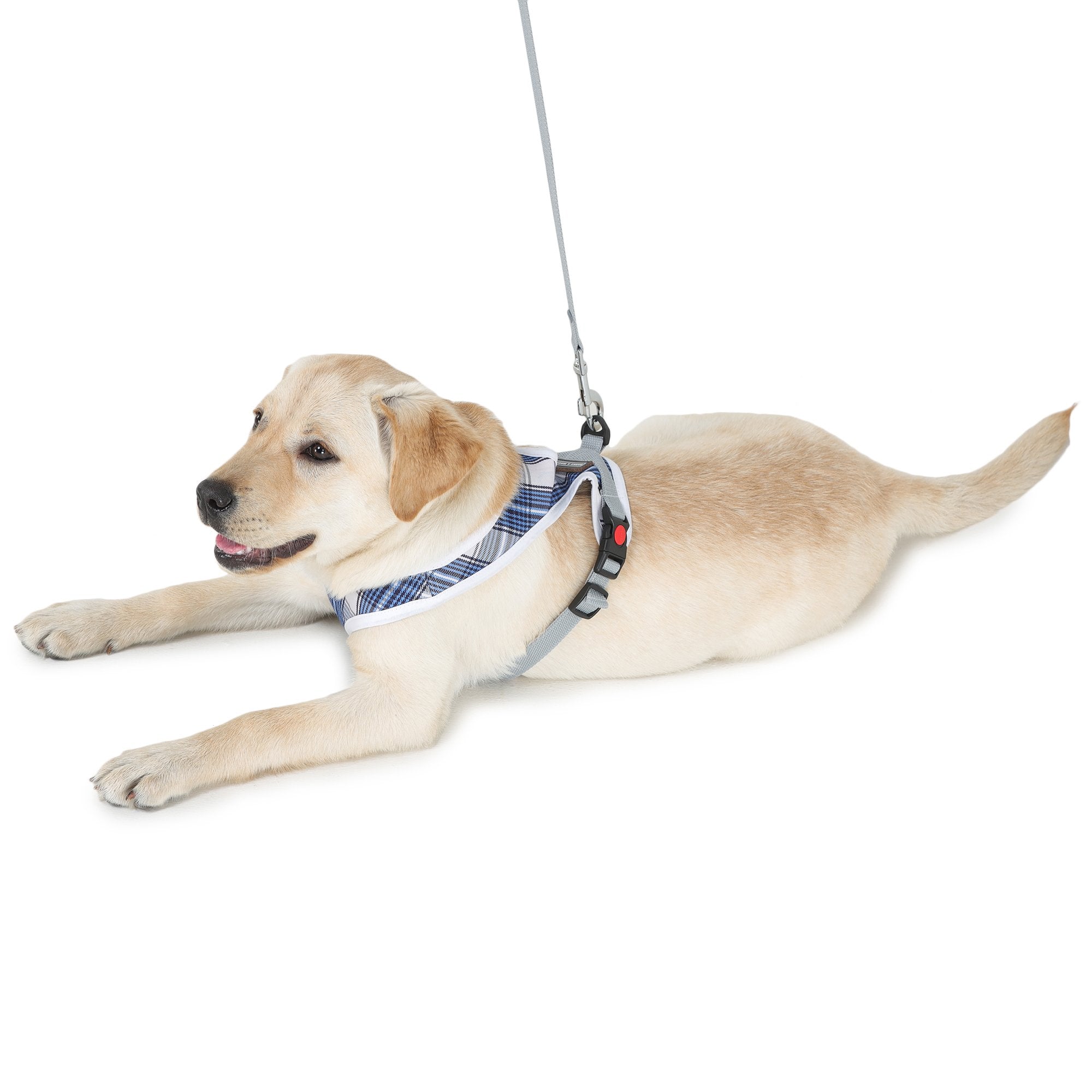 Cute harness for outlet large dogs