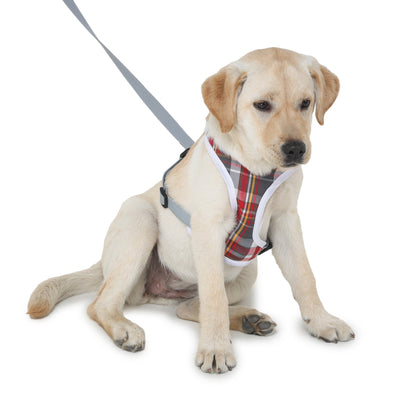 cute dog wearing Barks & Wags harness and leash