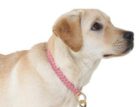 cute dog wearing best collar designed by Barks & Wags