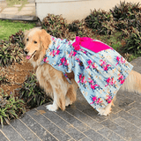 cute dog wearing blue dress from Barks & Wags