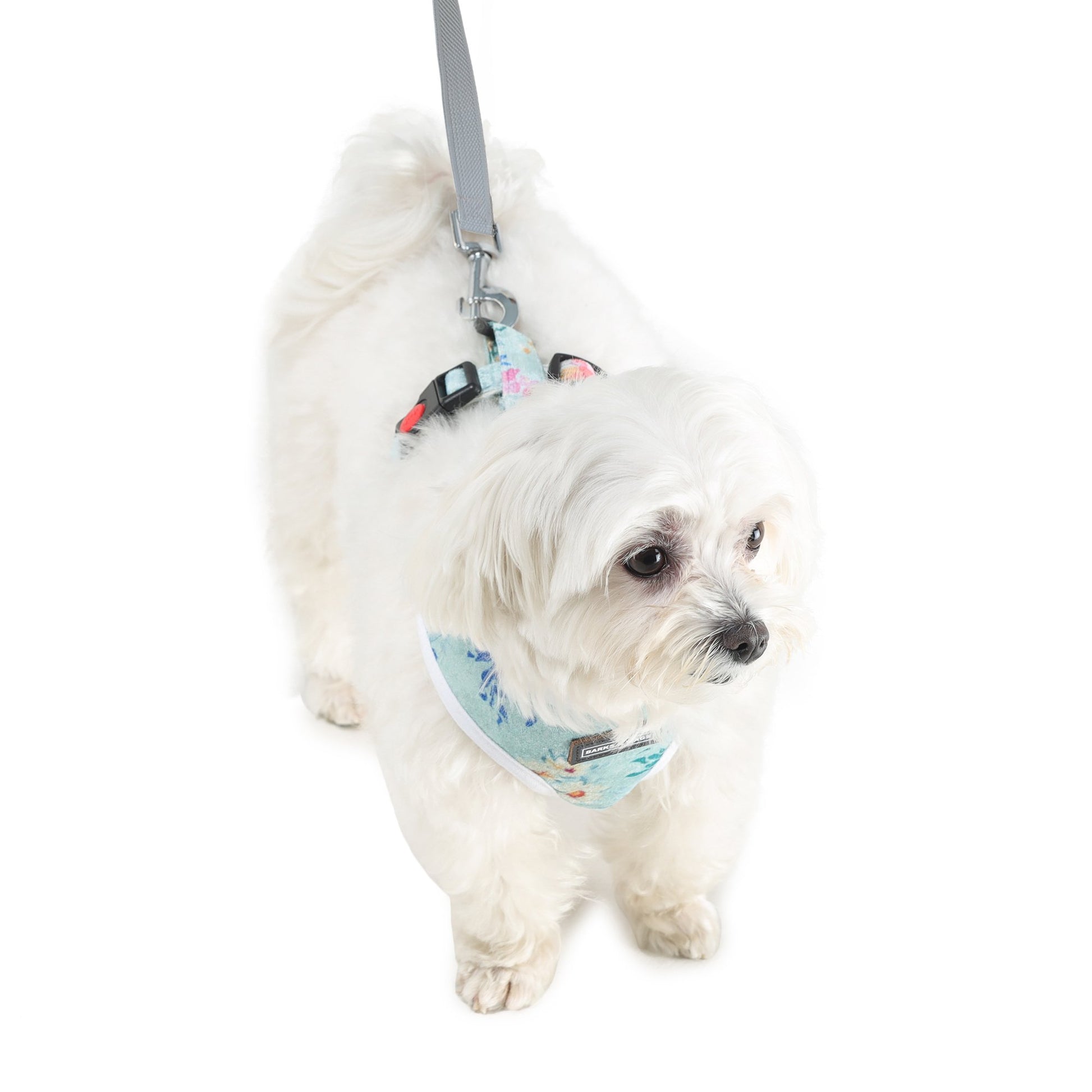 cute dog wearing harness and leash by Barks & Wags