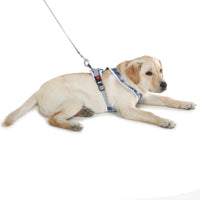 cute dog wearing harness and leash set by Barks & Wags