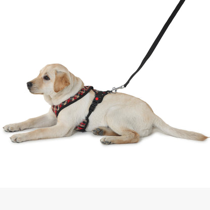 cute dog wearing harness and leash